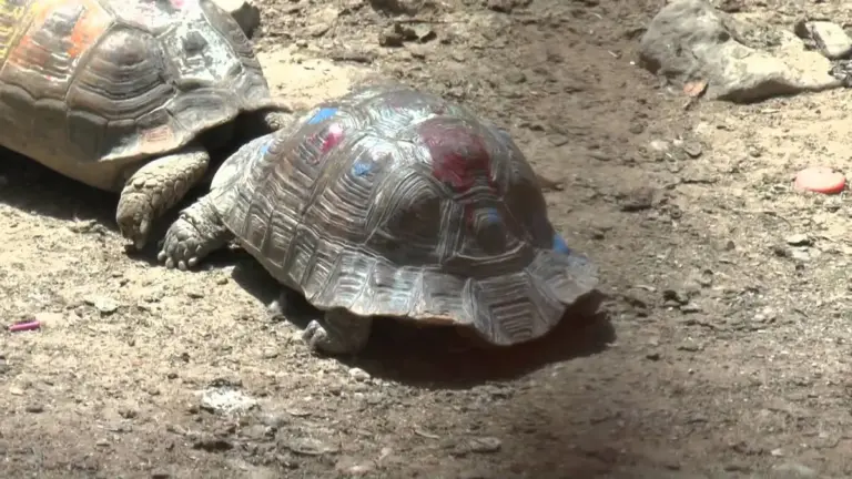 бушер — UA news