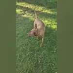 Ліон – ланс: матч 1/4 фіналу Кубка Франції