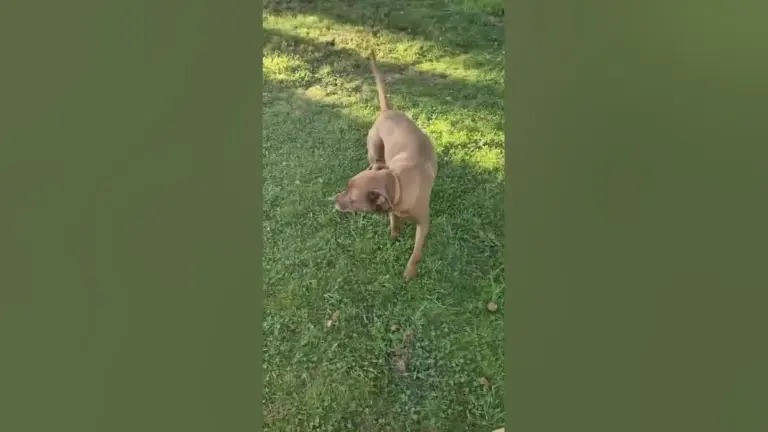 ліон – ланс — UA news