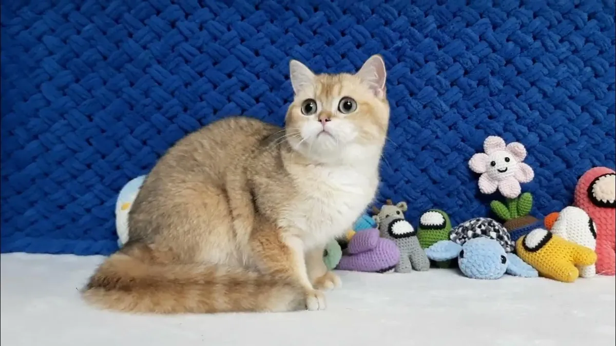 ліон – сельта — UA news