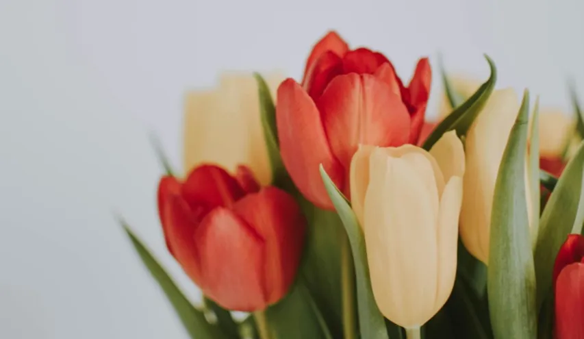 привітання з 8 березня — UA news