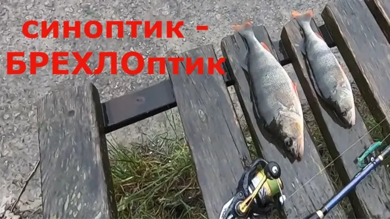 синоптик днепр — UA news