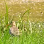 Грицик: перше яйце в гнізді