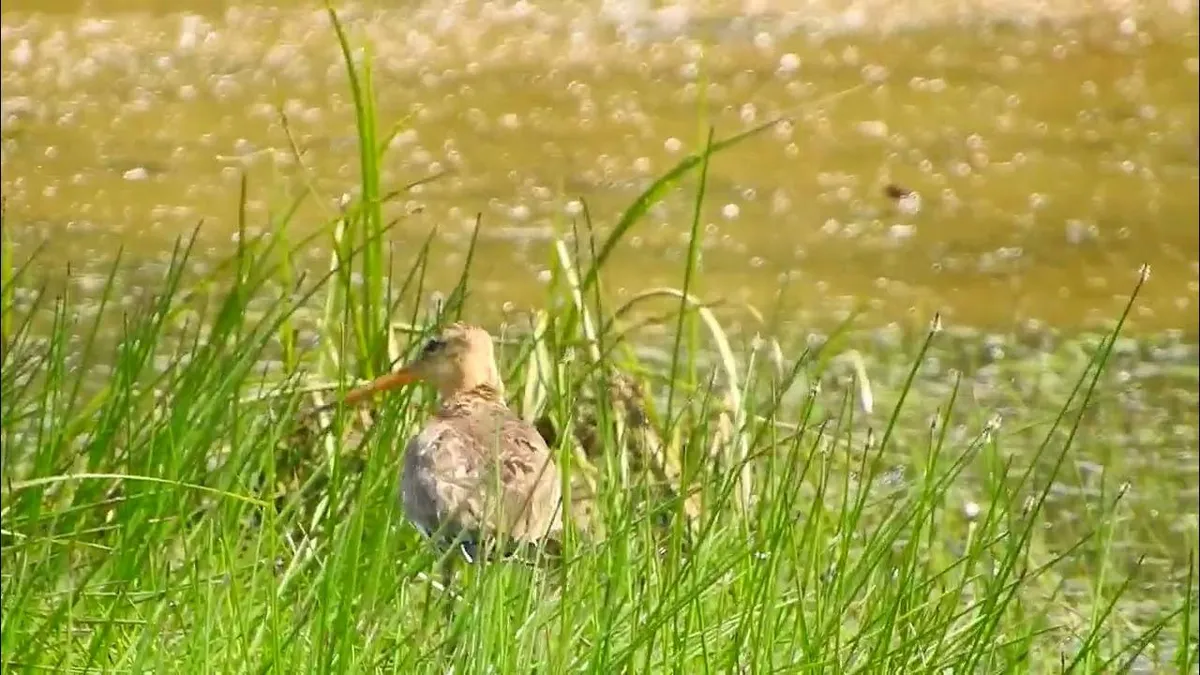 грицик — UA news
