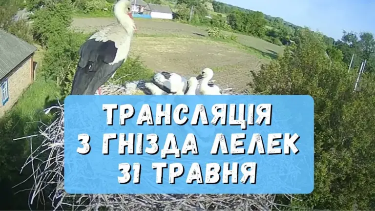 лелека грицько — UA news