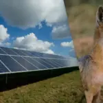 Сонячна електростанція: Лисиці адаптуються до нового середовища