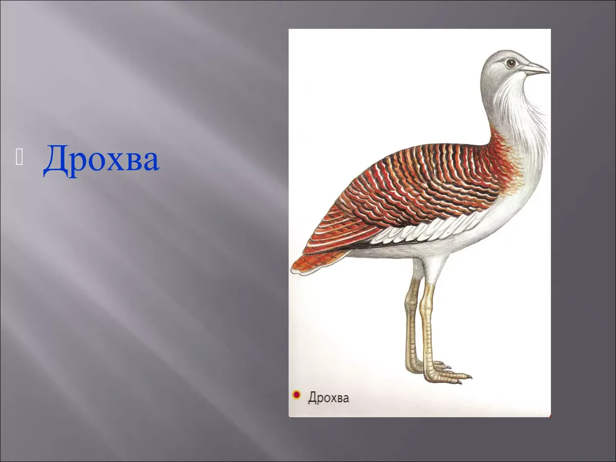 тварини — UA news